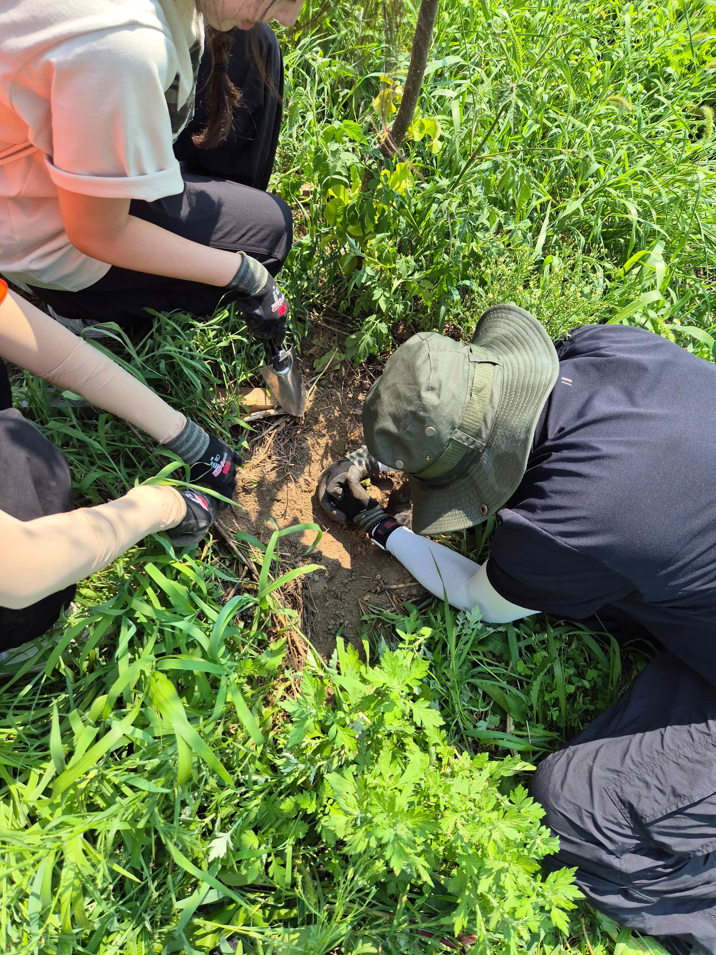 산불 피해토양 관찰 및 생태교란종 제거