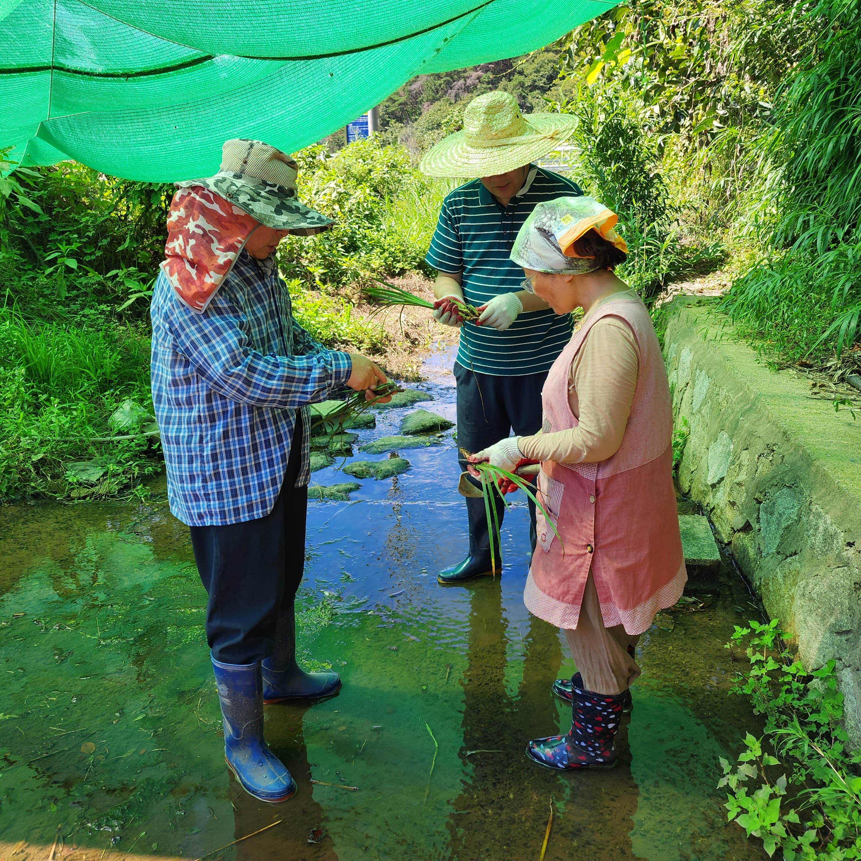 와여리 하천 정화 활동2 : 창포 심기